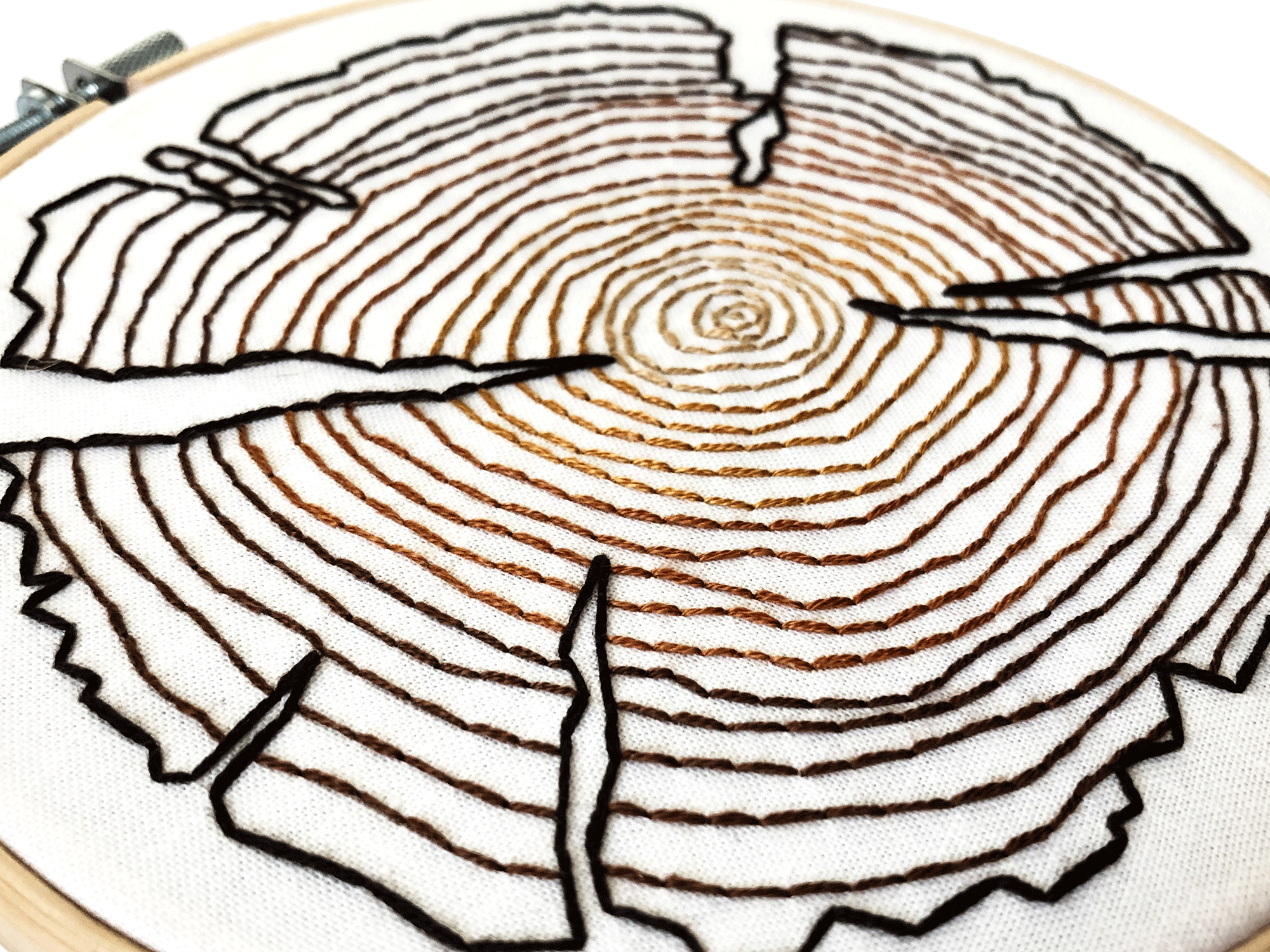 Birch 2025 tree rings