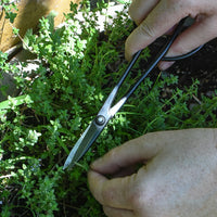 House Plant Scissors