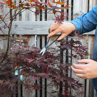 House Plant Scissors