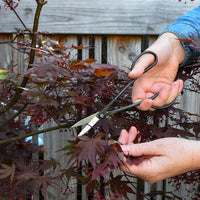 Bonsai Plant Scissors